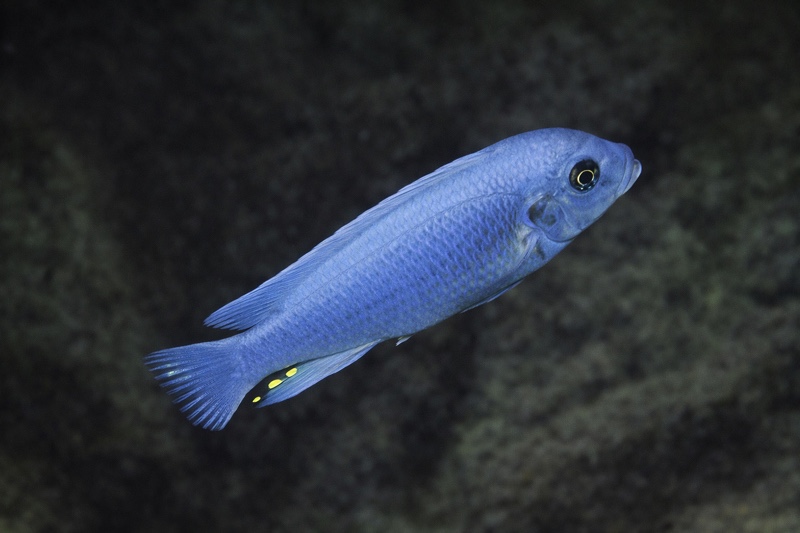 Maylandia callainos 'Katale Island'